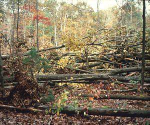 If you cut down a tree in the forest, can wildlife hear it?