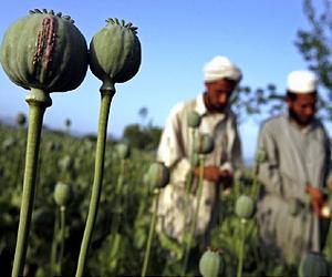 Russia's Afghan anti-drug efforts panned