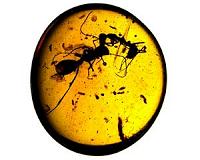 100-mllion-year-old amber preserves oldest animal societies