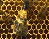 Vibrating bees tell the state of the hive