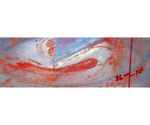 Adagio in sea: Coral larvae 'settle near sounds of healthy reefs'