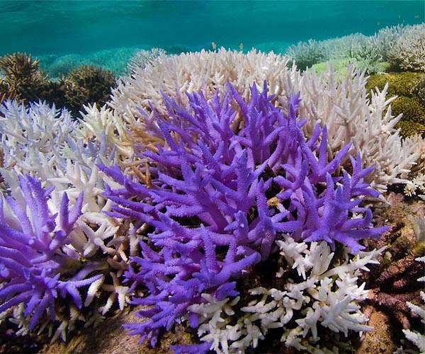 Corals Enhance Accuracy in Climate Research
