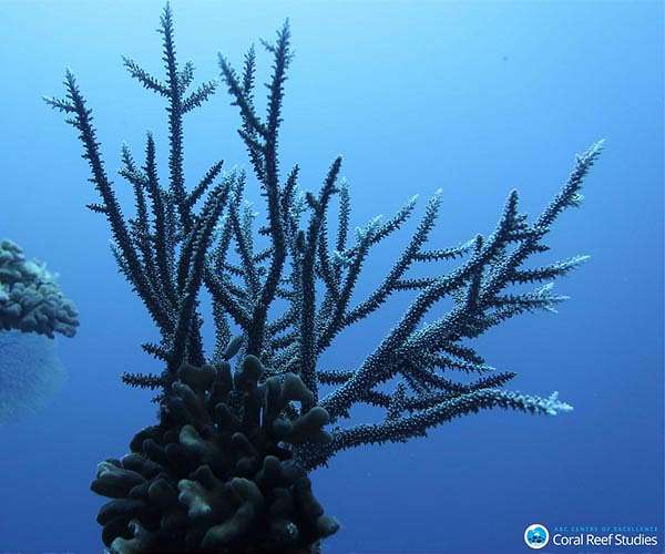 Scientists create coral-inspired material for effective bone repair