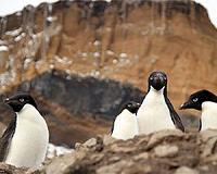 150,000 Antarctica penguins die after iceberg grounding: study