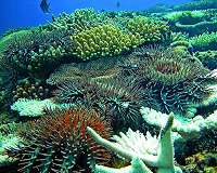Hidden armies of crown of thorns starfish can devastate coral reefs