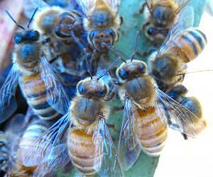 Highest winter losses in recent years for honey bees in Scotland