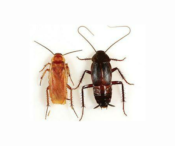 How did cockroaches survive the asteroid that killed the dinosaurs