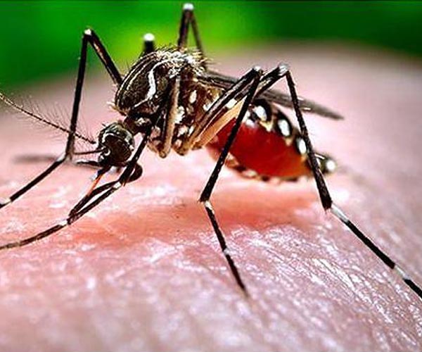 Dengue, chikungunya may soon be endemic in Europe: research
