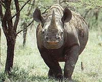 Rhino poaching may reach 15-year high
