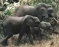 Elephants force Indian villagers into relief camps: officials