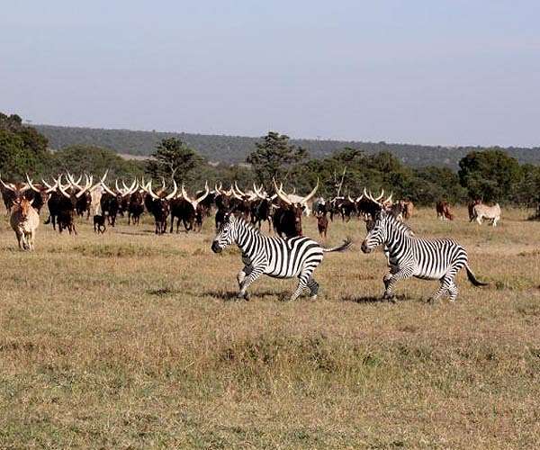 Kenyan pilot project to put price on nature's treasure