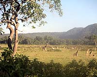 African giraffes highly endangered: study