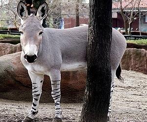 Ancient DNA Identifies Donkey Ancestors