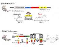 Removal of aging cells could extend human life