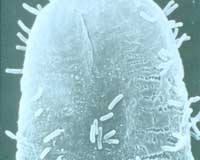 Microbes Were Key In Developing Modern Nitrogen Cycle