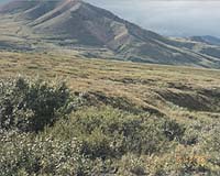Decomposition Of Plants Could Shed Light On Climate Change