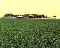 Feeding The World Without Genetic Engineering