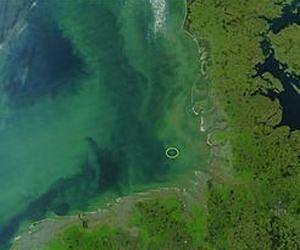 A 'B12 shot' for marine algae