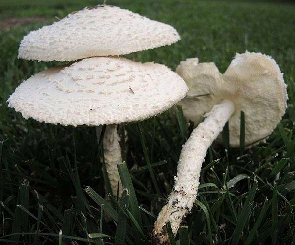 Australian woman arrested in lethal mushroom mystery