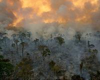 Amazon's 'tallest tree' safe from fires, say scientists