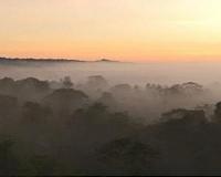 Amazon's carbon uptake declines as trees die faster