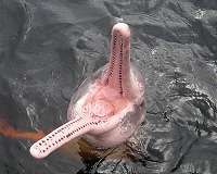Amazon river dolphins threatened by mercury pollution