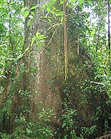 NASA Studies True Colors Of Evergreen Rain Forests