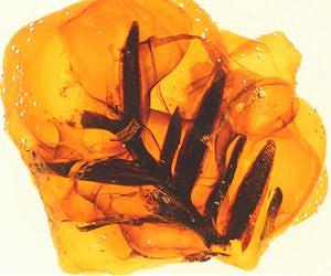 Amber Provides New Insights Into the Evolution of the Earth's Atmosphere