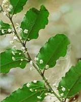 Progress Toward Artificial Photosynthesis