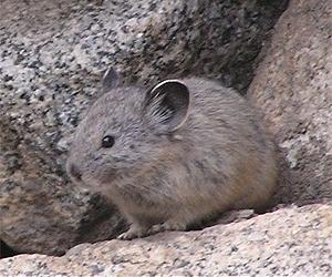 American Pika Are Thriving