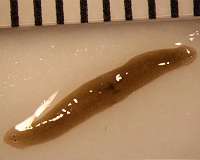 Giant invasive flatworms found in France, French territories