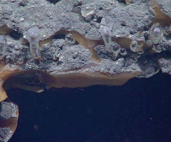 An escape route for seafloor methane