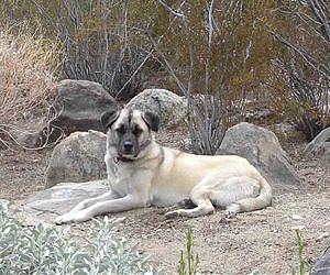 Part of the herd, dogs ease Namibia's cheetah-farmer conflicts