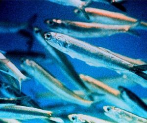 Change Strategy To Save Diversity Of Species