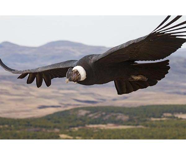 Scientists and indigenous people unite to save Colombian condor