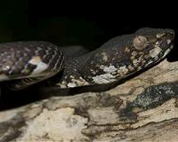 Scientists measure what makes viper fangs so sharp