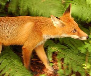 London, a playground for 10,000 urban foxes
