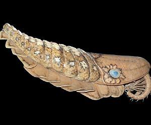 Scientists discover fossil of giant ancient sea predator