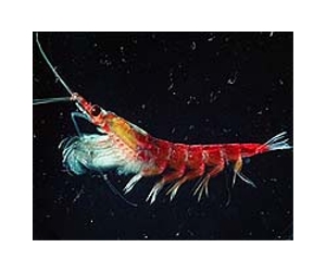 Warming Antarctic seas likely to impact on krill habitats