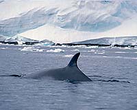 Australian whaling demonstrators protest in Japanese consulate