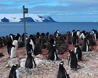 Remote camera network tracks Antarctic species at low cost