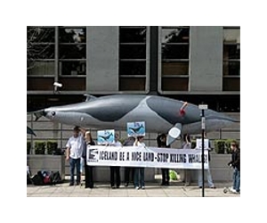 Iceland ups 2014 whaling quotas