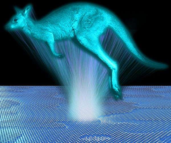 'Mini kangaroos' hop back in South Australia