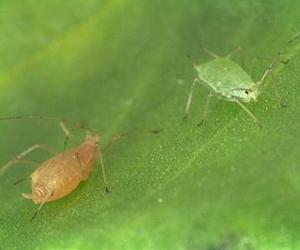 Aphids Got Genes From Fungus