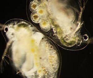 Scientists uncover an unhealthy herds hypothesis