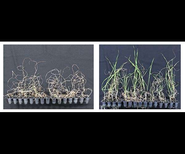 Pretreating soil with ethanol protects plants from drought