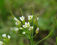 Researchers Discover Primer To Plant Defense System
