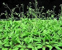Increasing plant yield in wake of looming phosphate supply limits