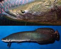 The pirarucu: the giant prized fish of the Amazon