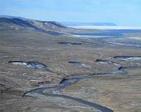 Melting Arctic ice accelerates spread of deadly virus in marine mammals